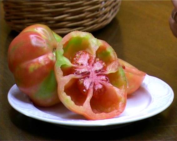 Tomaquet Rosa del Cardener ·  Horts de Súria